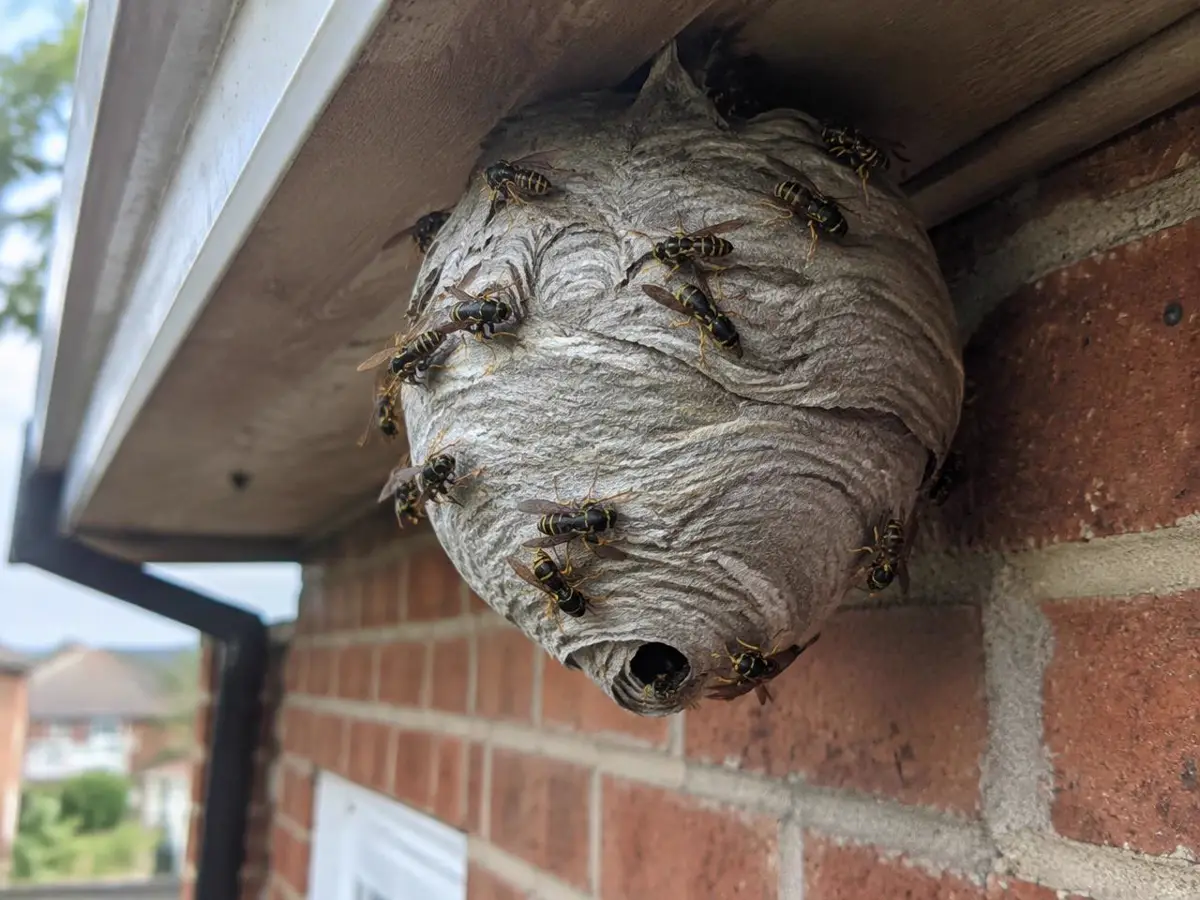 Common wasps on the entrance of a papery grey wasp nest under the soffit of a brick house