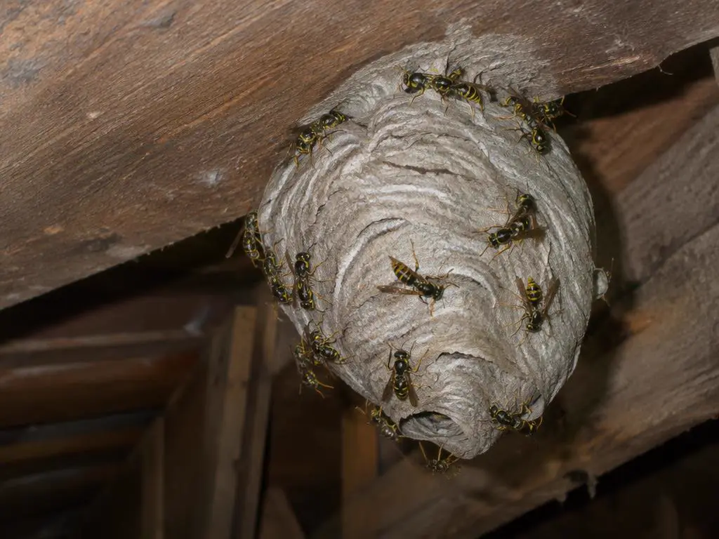 Grey papery wasp nest hanging from loft rafters with common wasps on its surface