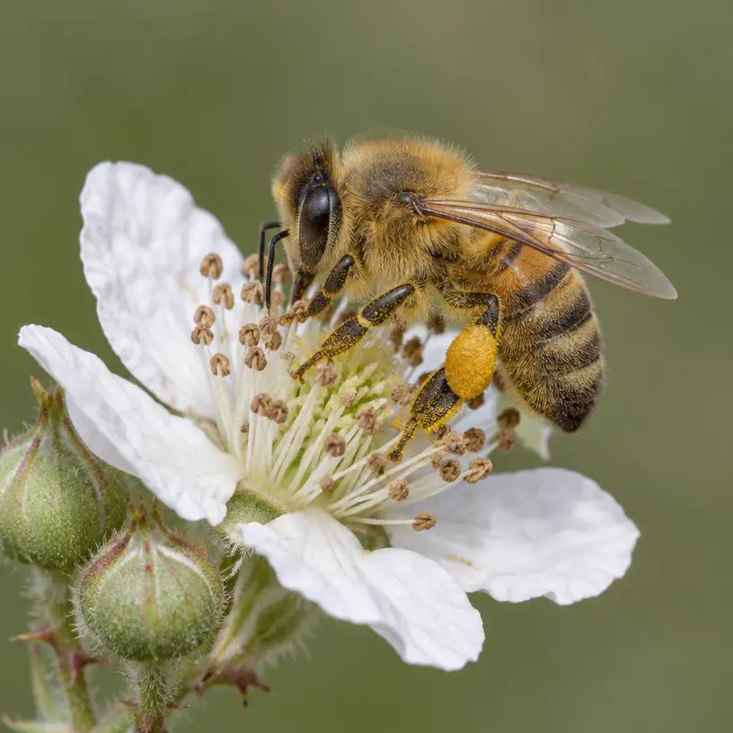 Honeybee (Apis mellifera)