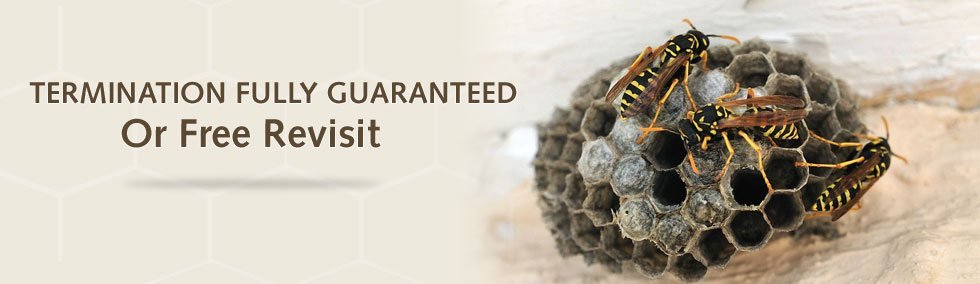 Guaranteed wasp services company in Middlesex