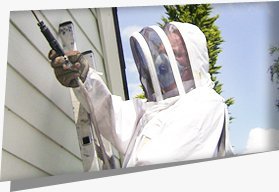 Wasp nest removal services in Hayes