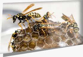 The leading wasp nest removal technicians in Middlesex